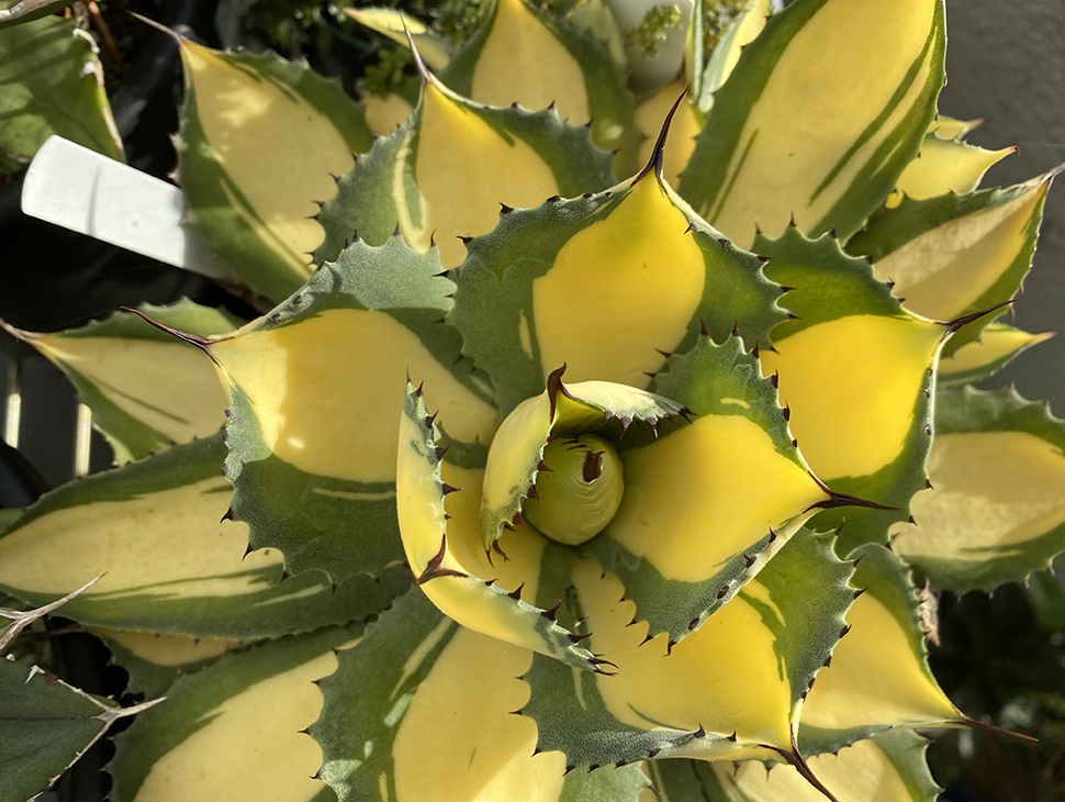 アガベ イシスメンシス ラムランナー | Agave isthmensis Rum Runner - totoge|Spiky Plants  Addict