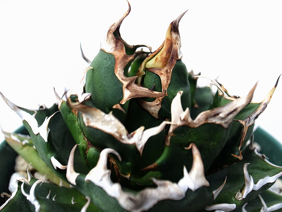 agave titanota crazy